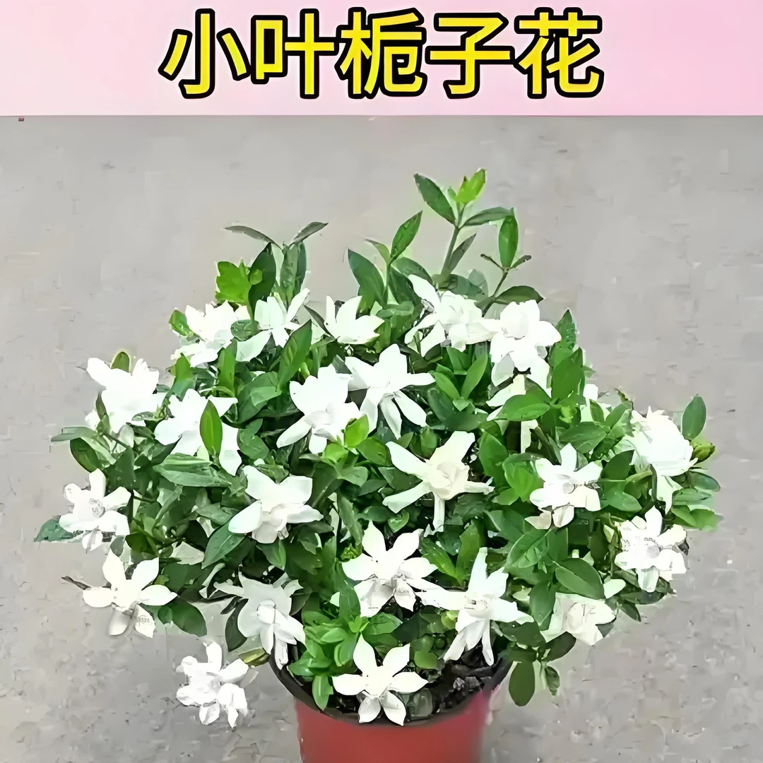 栀子花盆栽带花苞浓香重瓣四季开花室内花卉植物好养净化空气