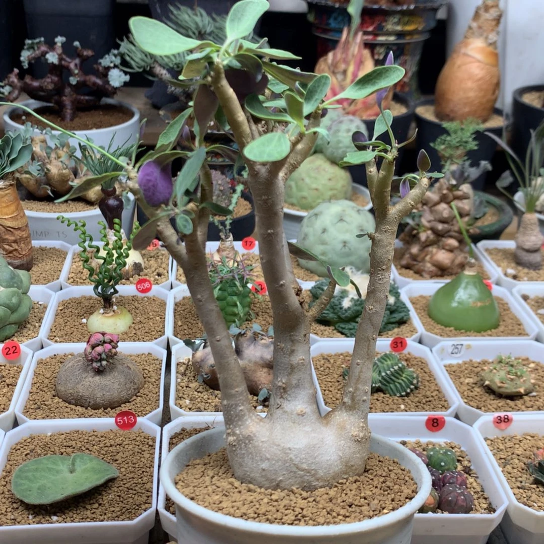 紫背美尻厚敦菊母本脱土