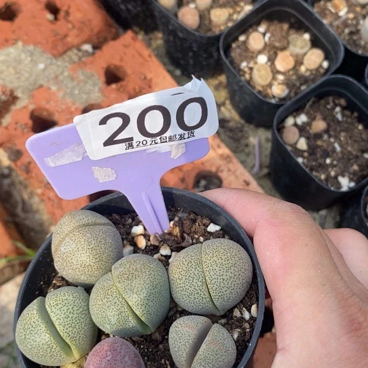 Y**i生石花小苗200