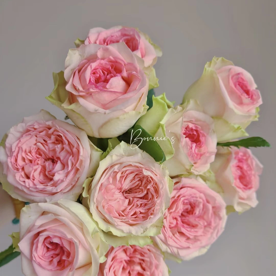 粉绿色【乡村公主】花期长 直立抗性强 1加仑2.5L根接苗云南发货