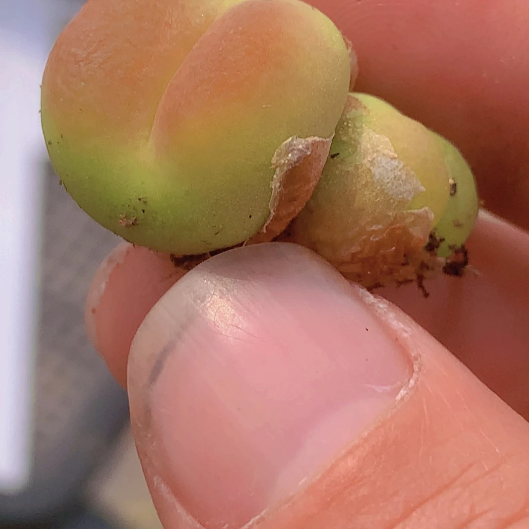 58668899988888888666