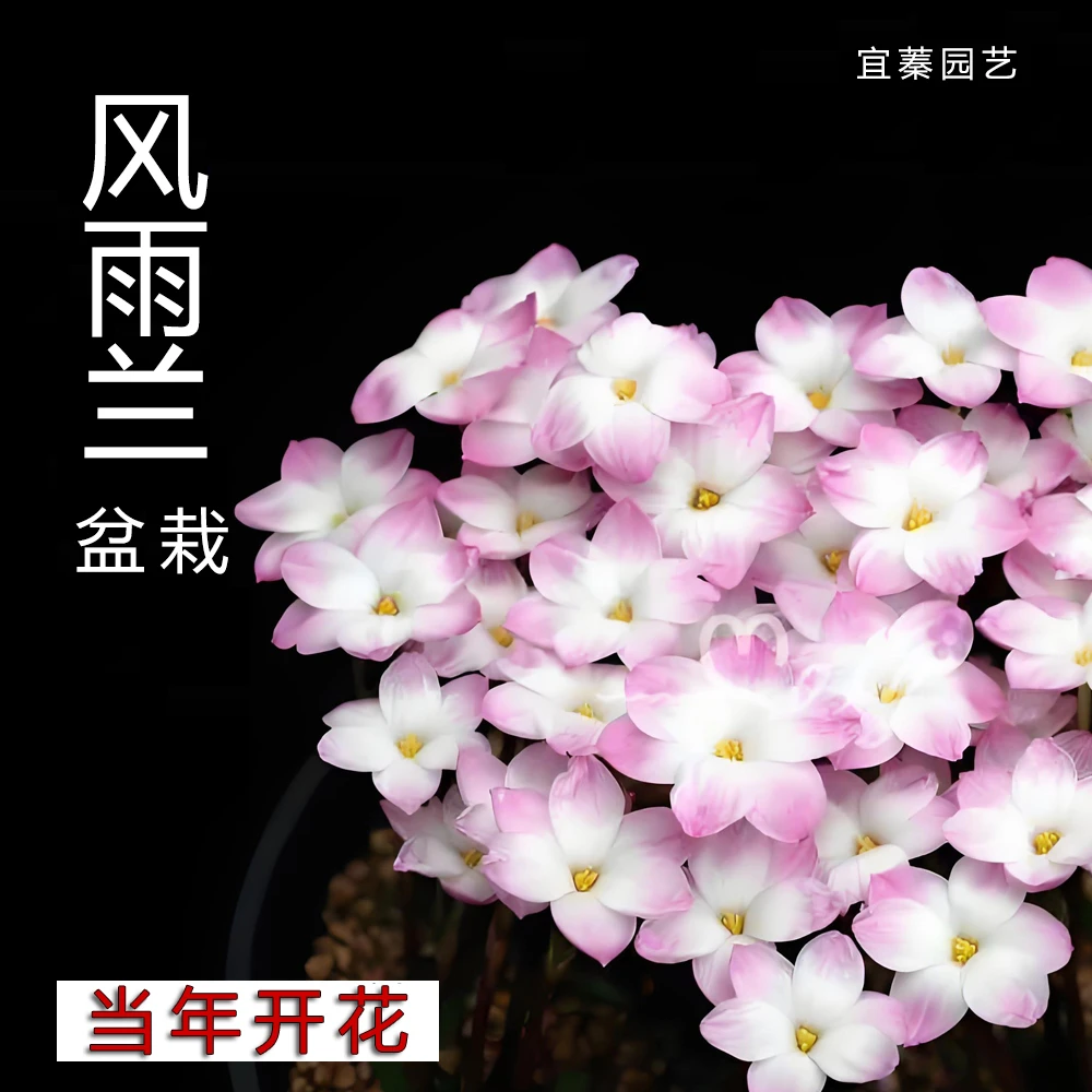 风雨兰胖丽丽盆栽原盆发货种球包对版耐寒多年生花卉