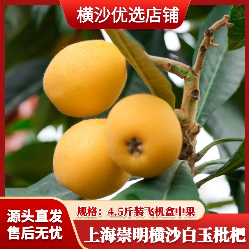 上海崇明横沙白玉枇杷本地新鲜采摘4.5斤装飞机盒中果单果25-30克