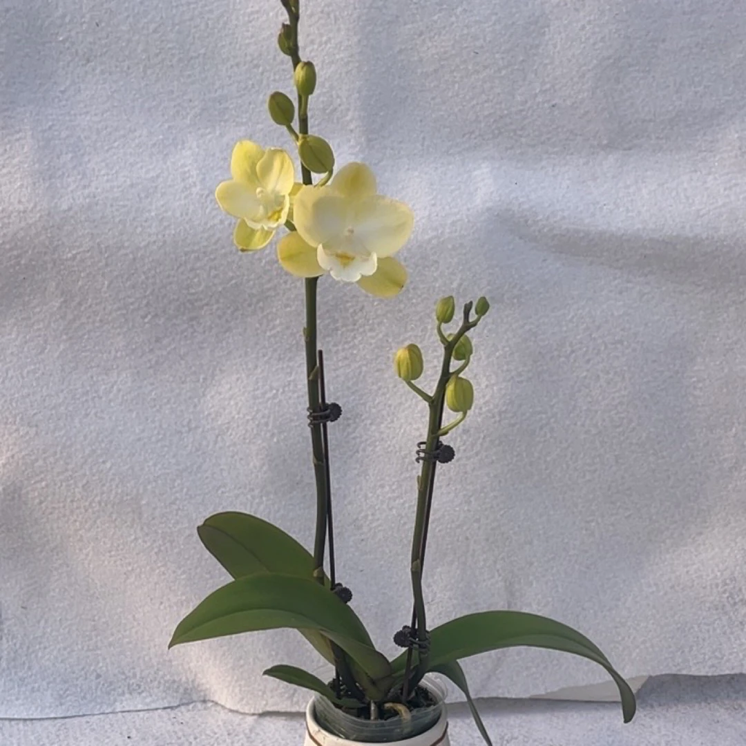 渟叙【大唇玉兔】2.8寸 带花带花苞发货 花卉阳台植物清新网红绿植