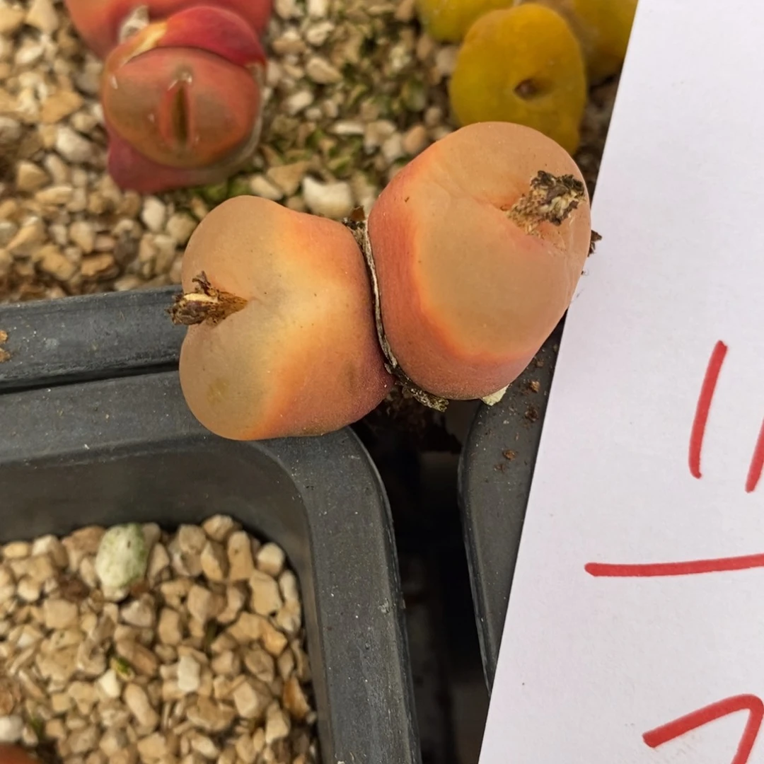 1177一颗一颗一颗