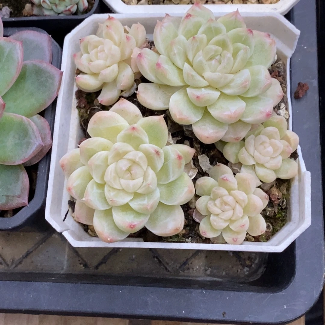 精品多肉一物一拍不包整329