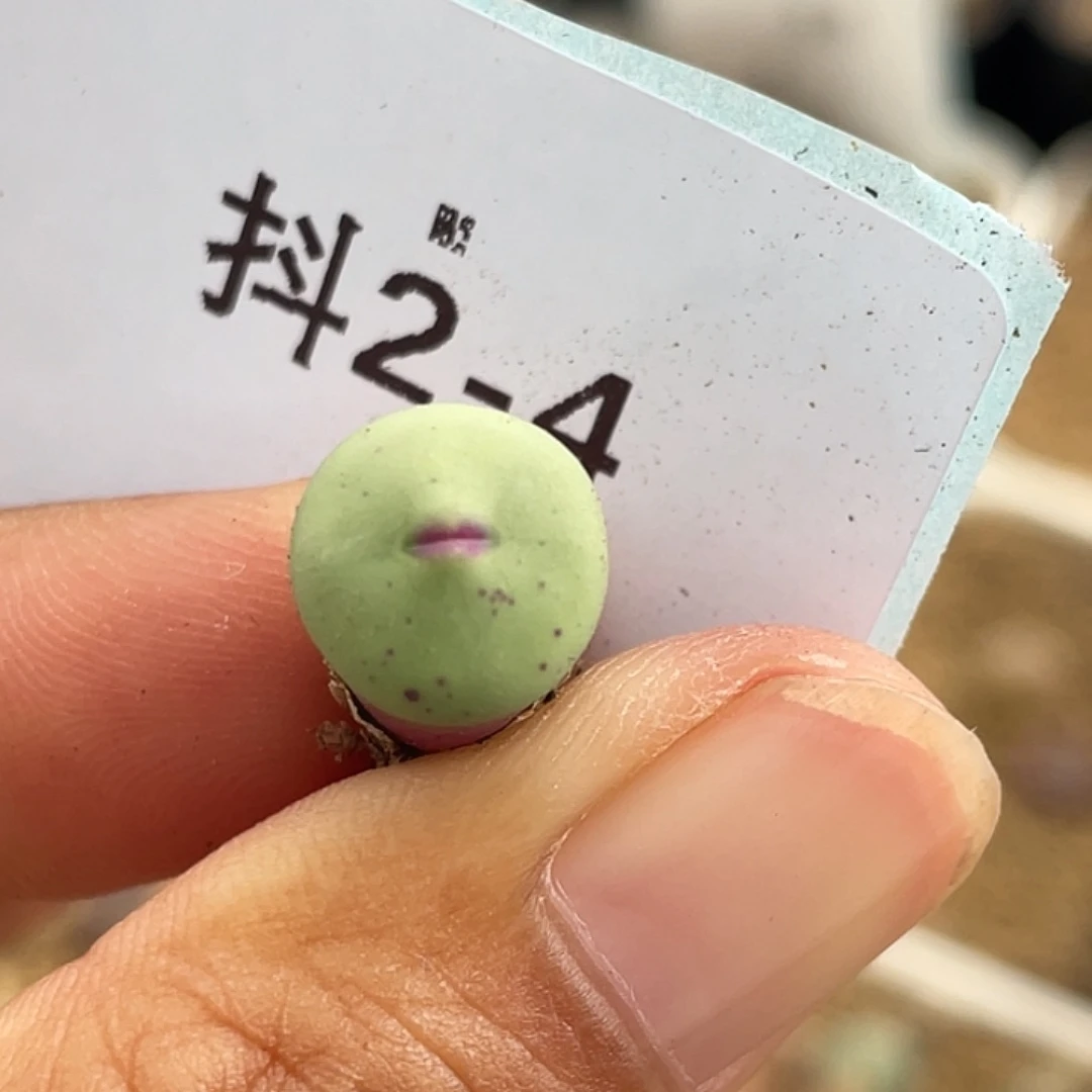 2-4嘴多肉之物肉锥