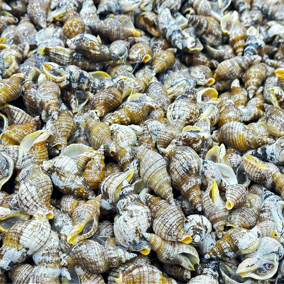 大连红枣螺 贝贝螺 4斤装 到家包鲜包肥 顺丰包邮