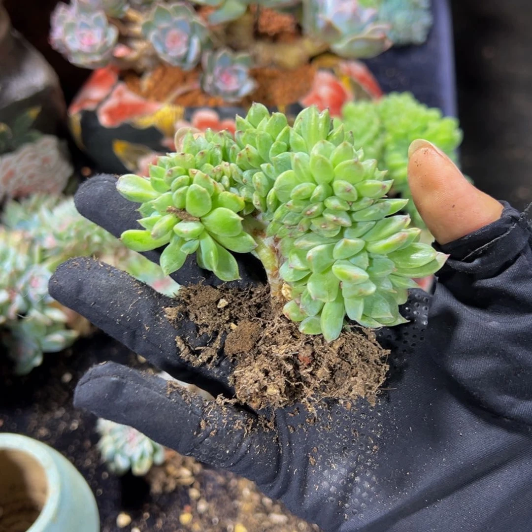 天天开心 荷花冰魄缀