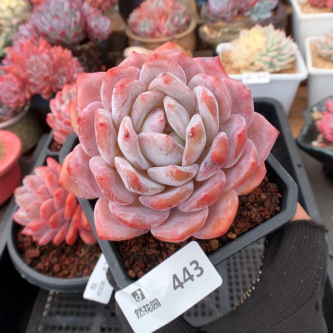 443雪天使多肉植物6666
