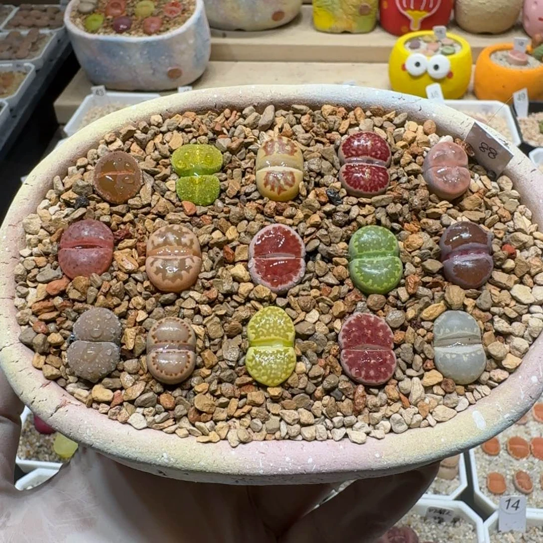 S****?0309-69彩套彩套