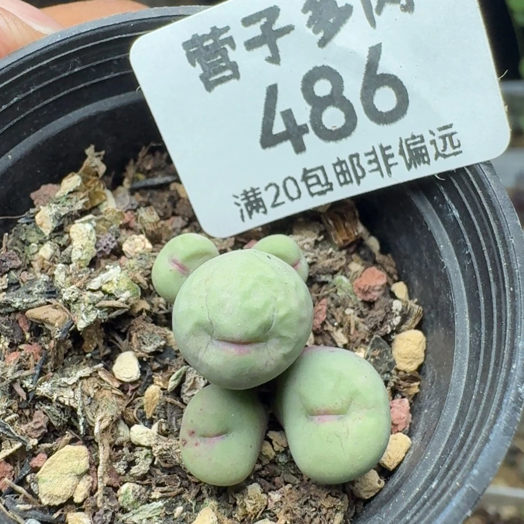 贝特芬带盆土5头