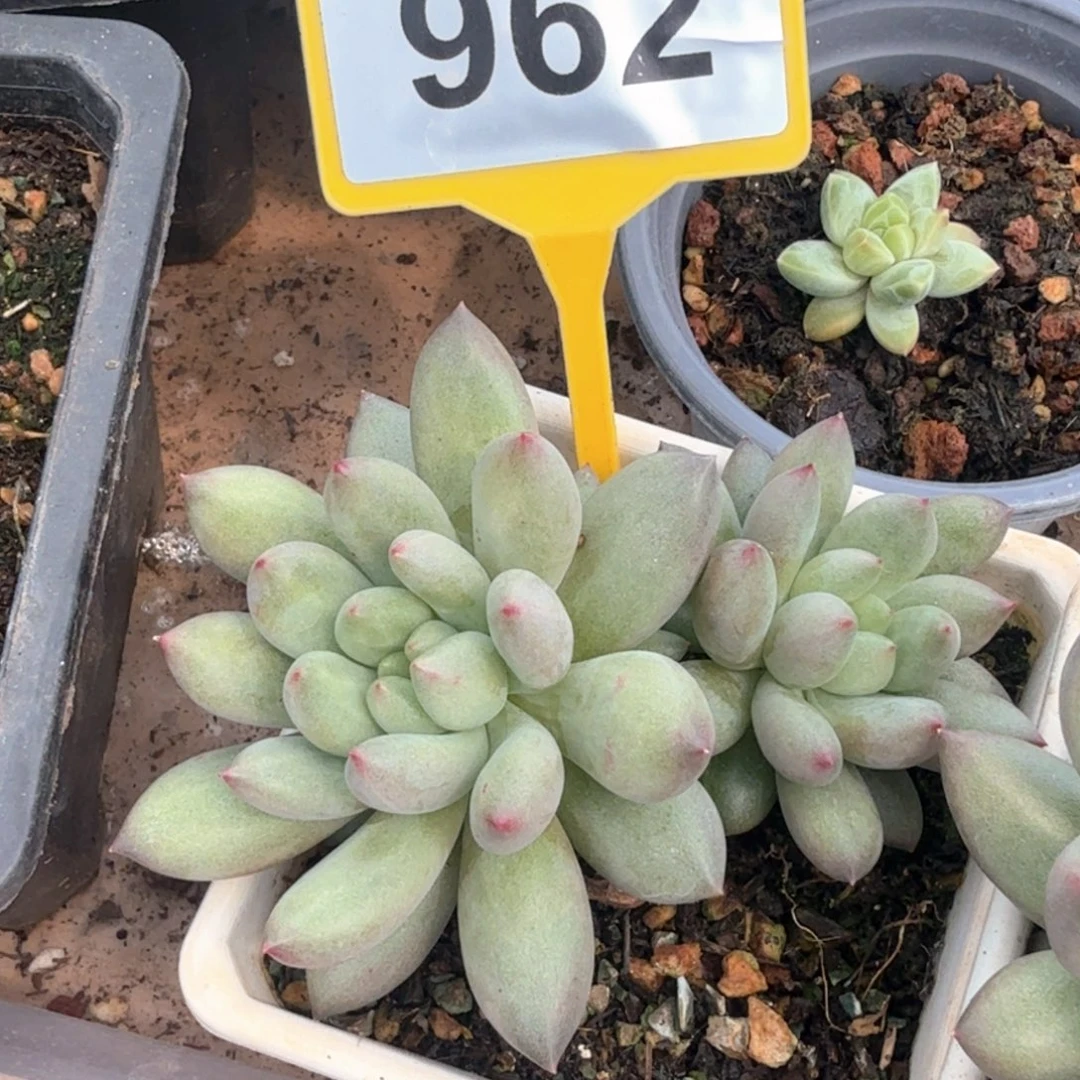 962言字多肉植物.