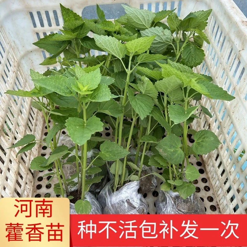 河南藿香苗老根老桩可食用带土发货新鲜藿香叶子鱼香