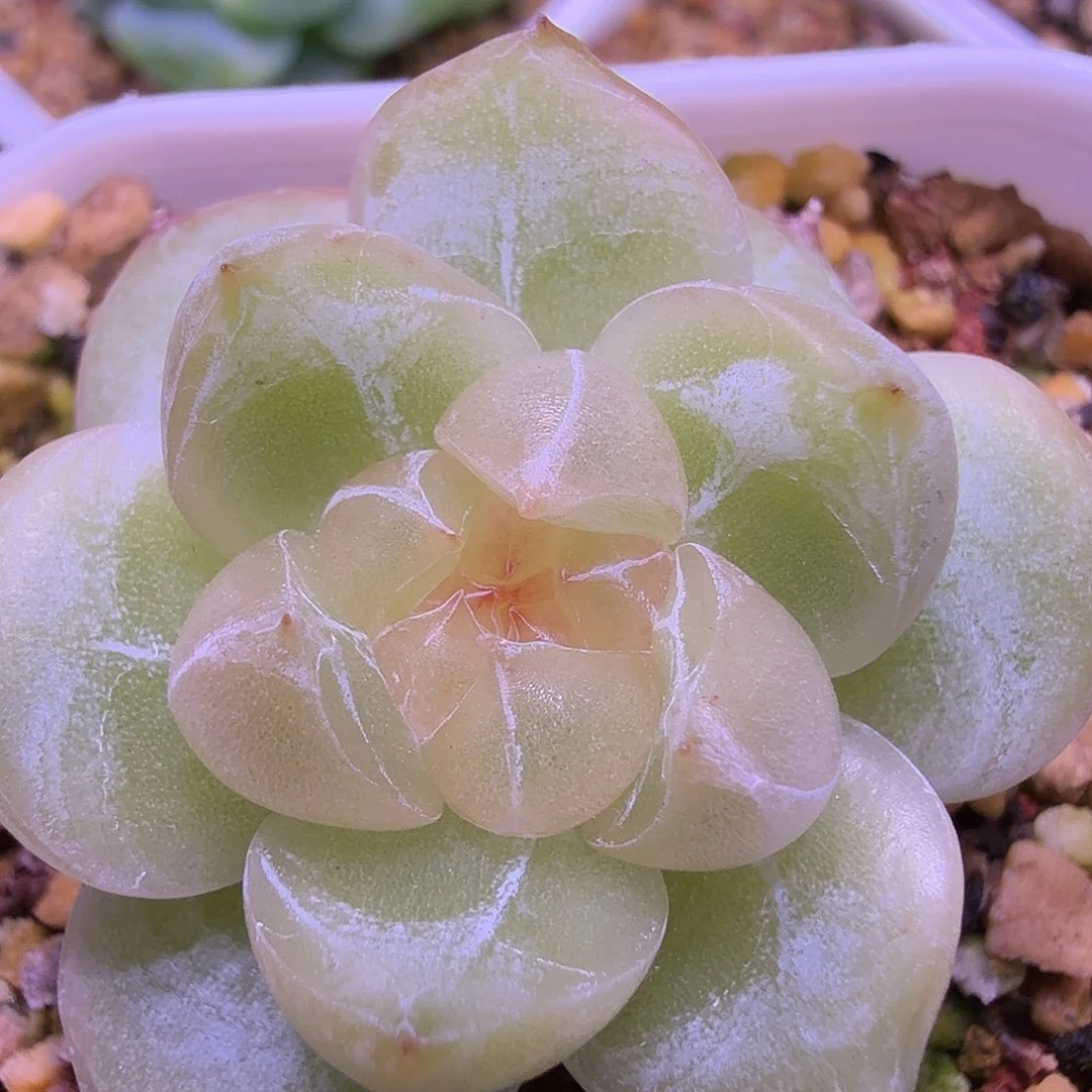 砖石珍泥一物一拍……