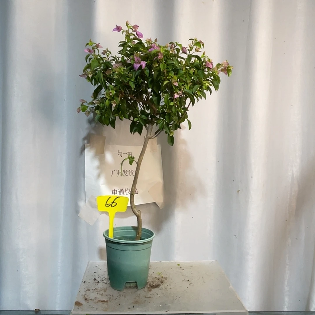 当前无花栽培后可以开花66巴西紫扦插