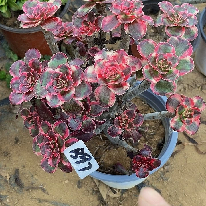 丽娜朵朵裸根不包断97
