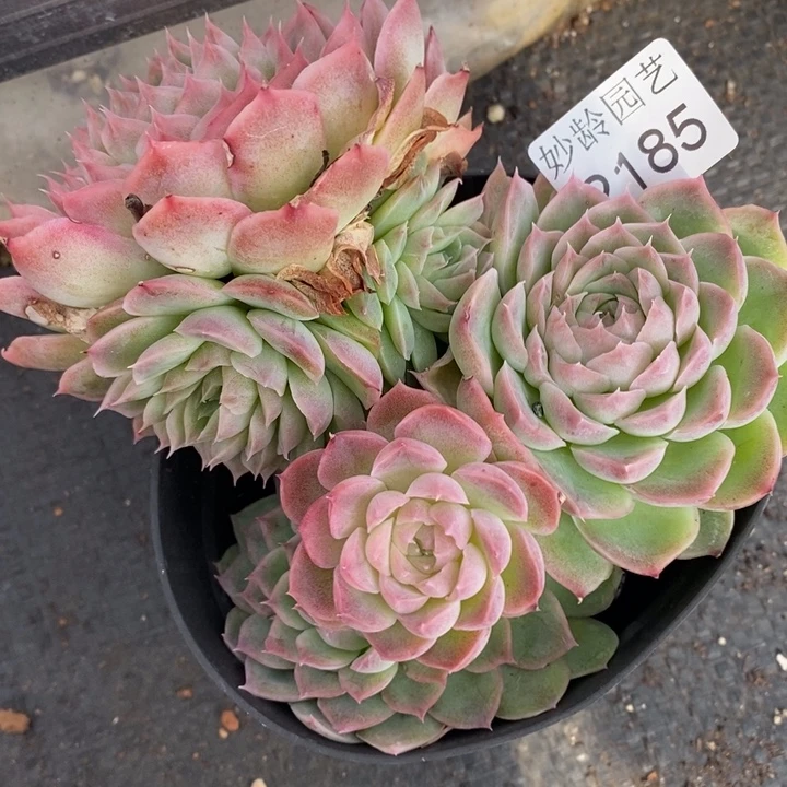 2185散群不售后～13厘米