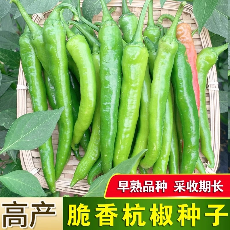 脆香杭椒辣椒种子微辣杭州三江阳台盆栽早熟高产四季农家蔬菜种籽
