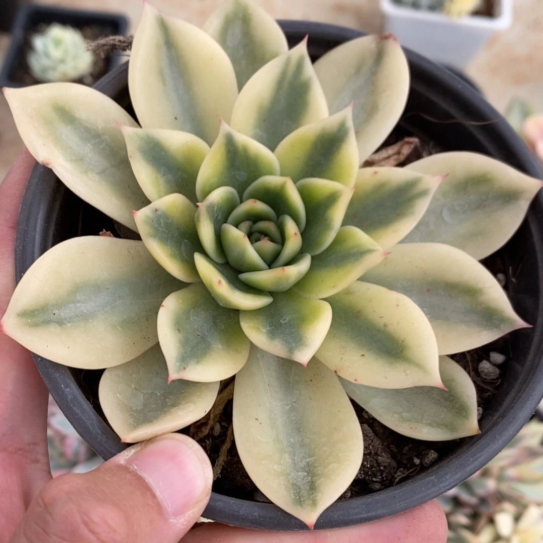 朱比丽锦多肉植物8526