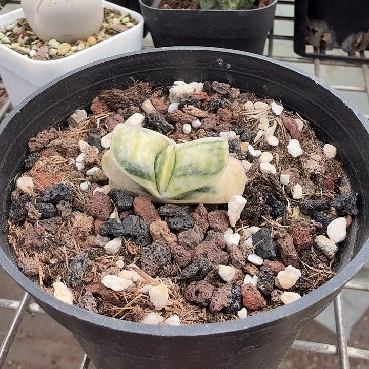 富士锦单头3仙人球