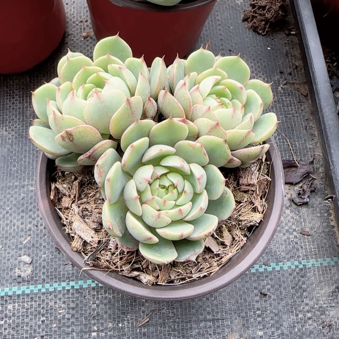 无花朵120三头苯巴