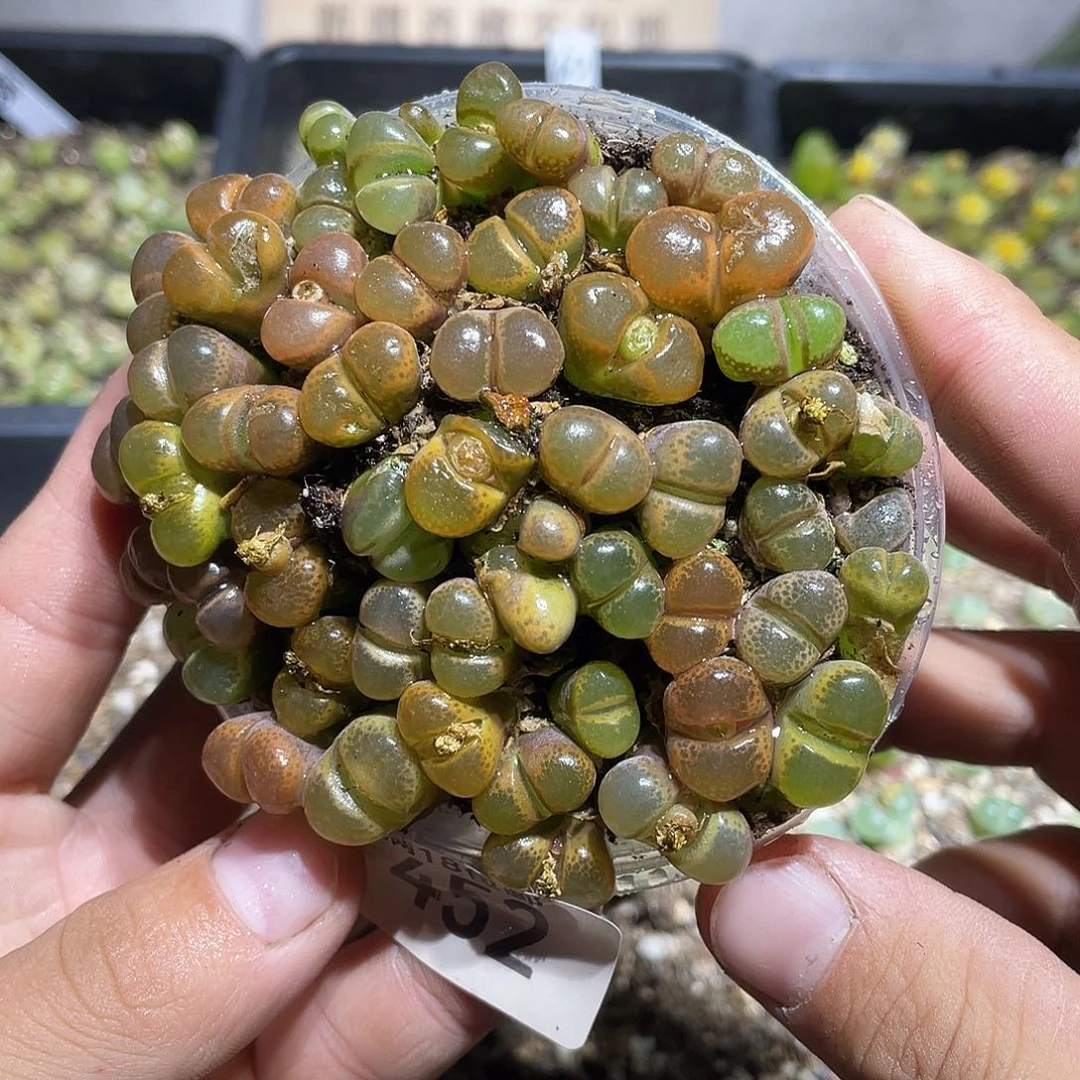 当天凑满十八元包邮452