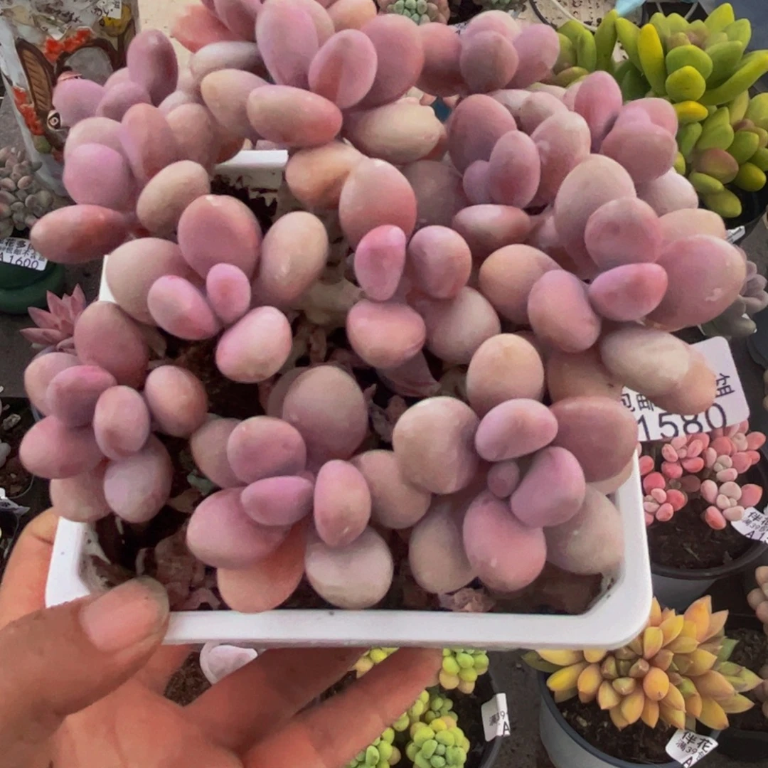 甜***甜1580糖果桃蛋13cm多肉