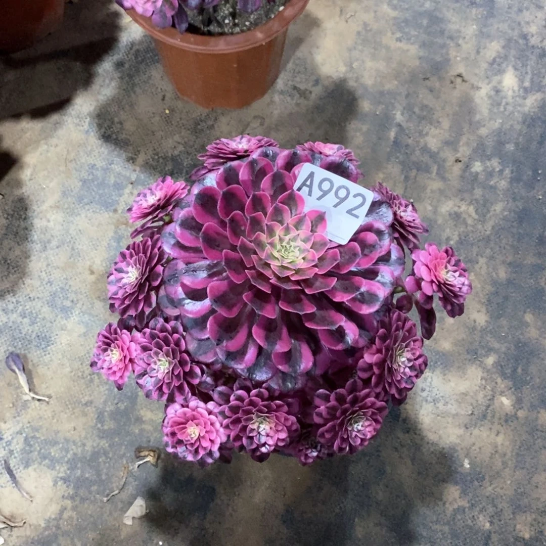 嫩桩黑铜白992多肉法师