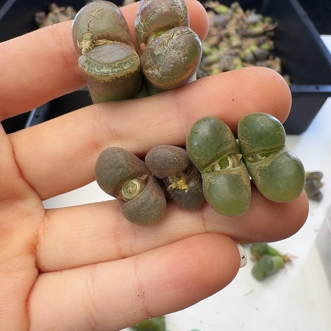 福利瑕疵风铃介意慎拍355