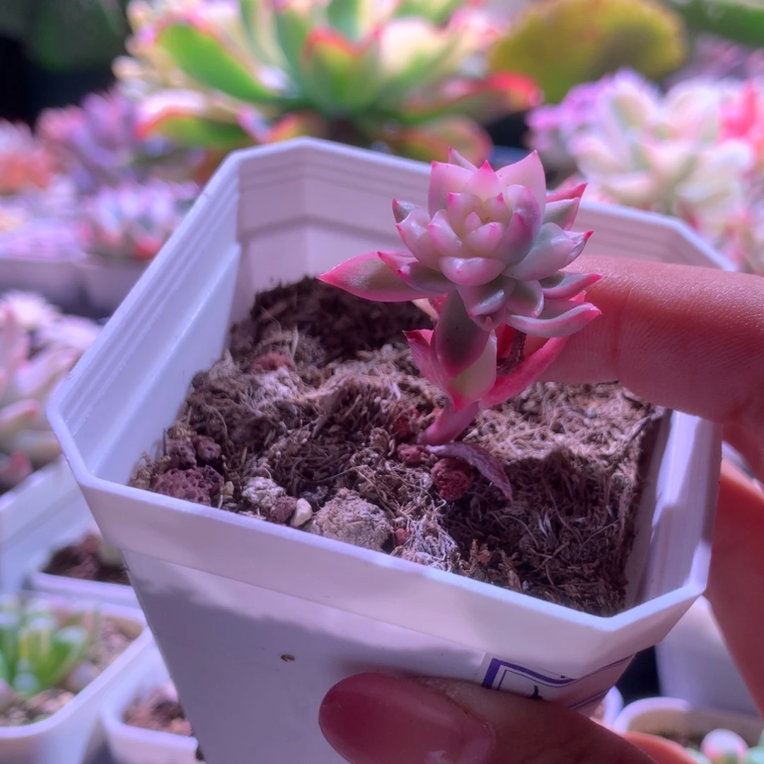 卡利斯托锦有根有