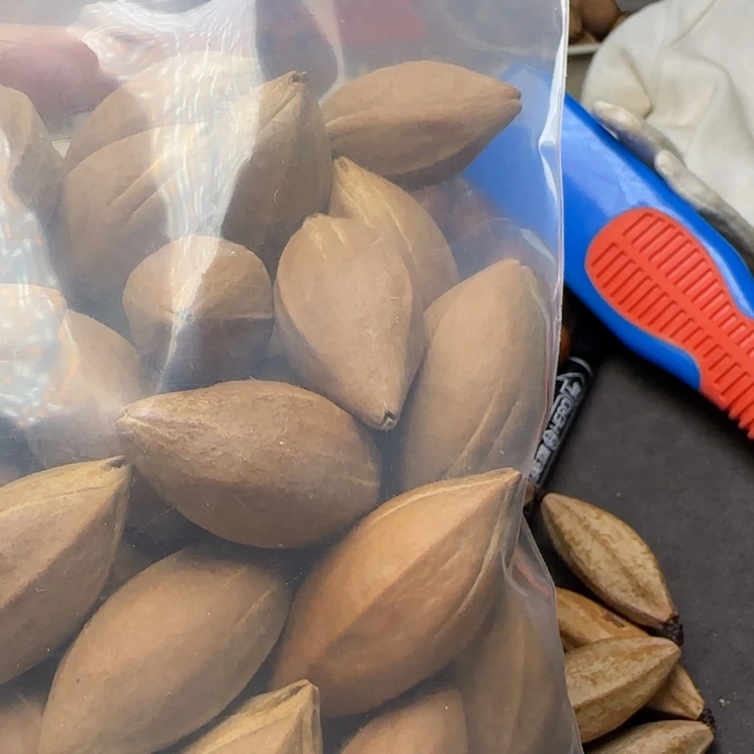 【闪购商品】橄榄核手串/手链如*橄榄核素核