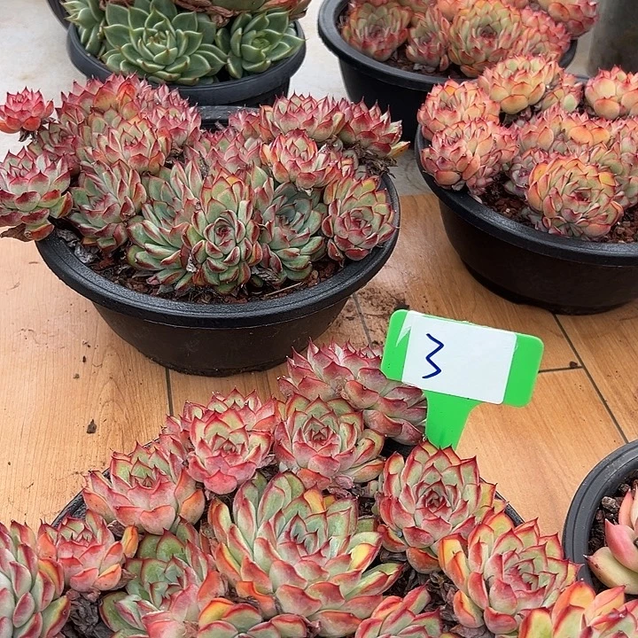 3荷花一个带盆多肉