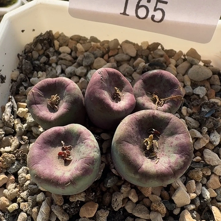 165 小红嘴 427。  肉锥。