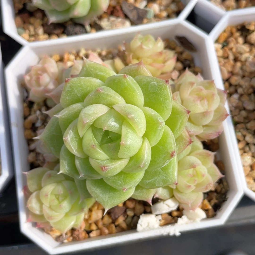 优选麦杆福利902