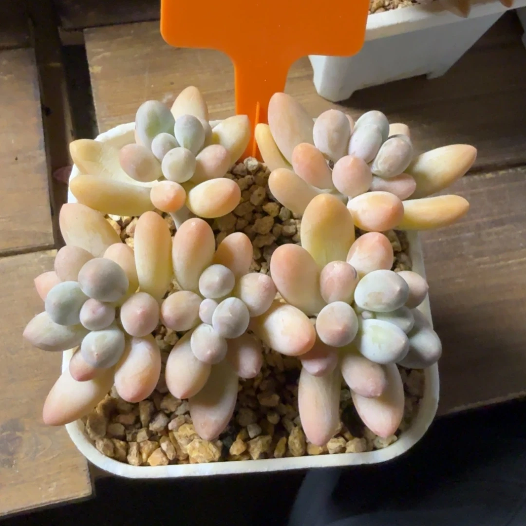 香水手指1111111111111111