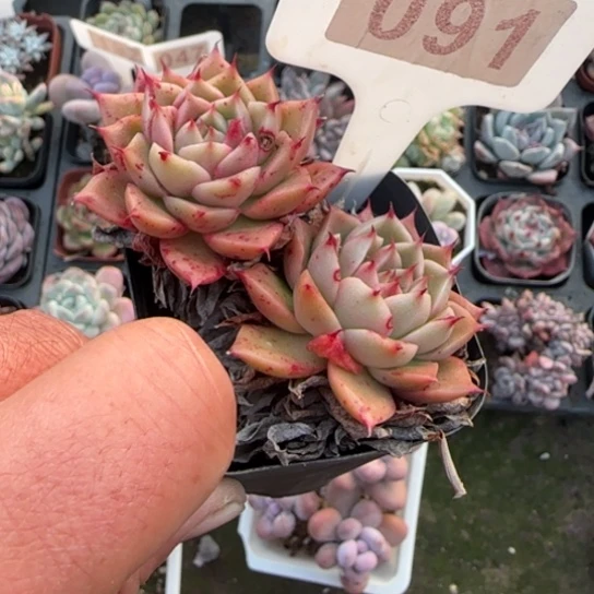 91青娇多肉植物多