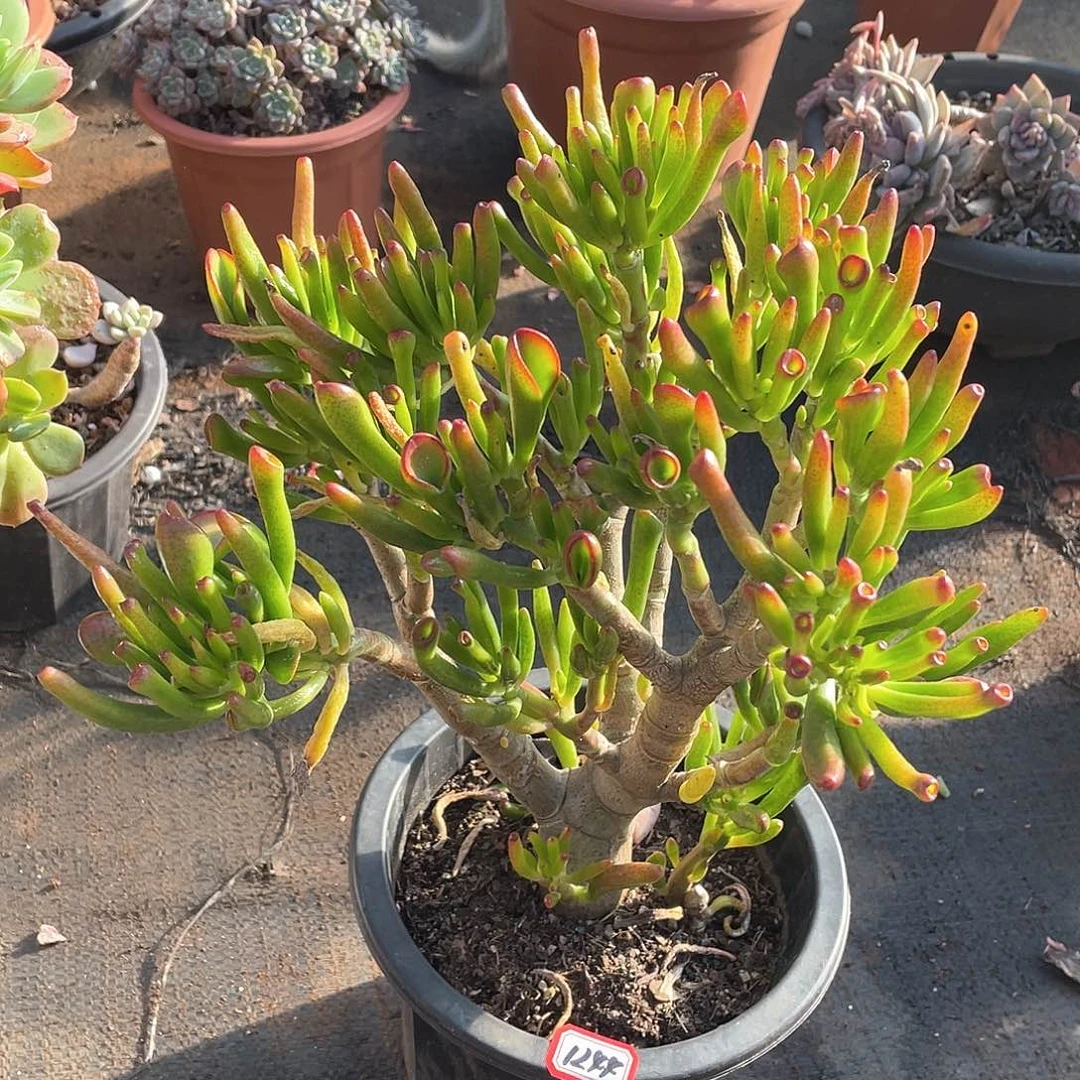 1244吸财树一物一拍多肉