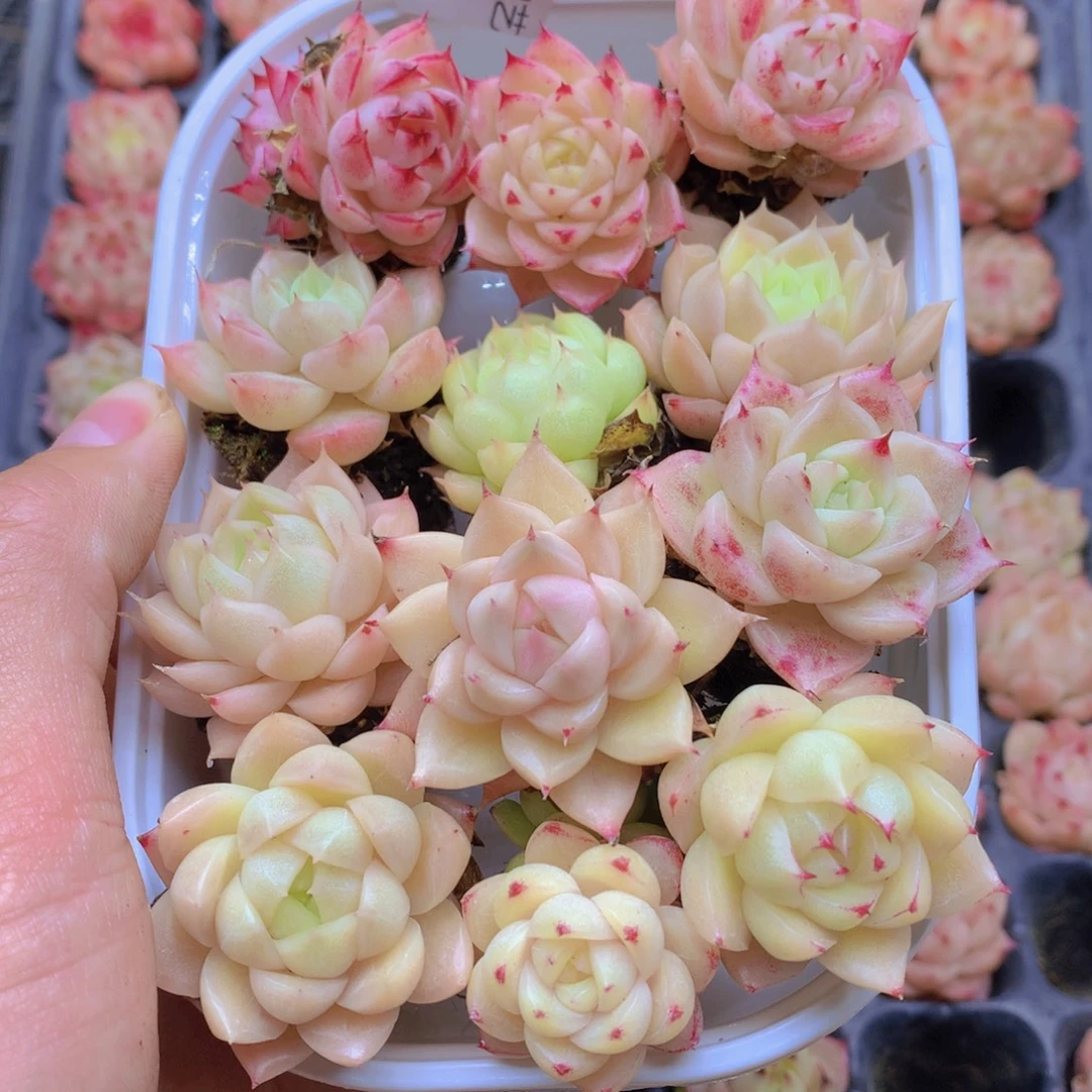 我要去看你了啊044