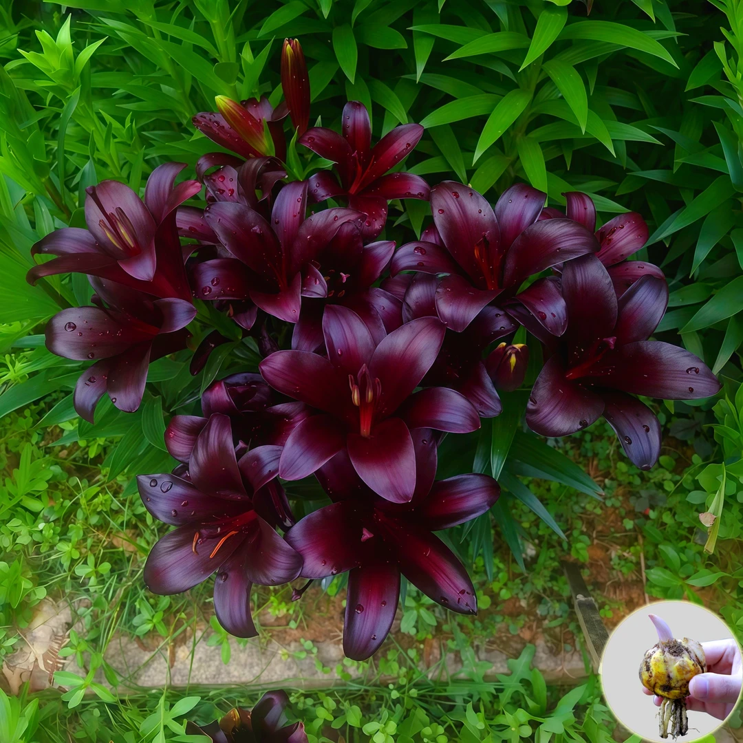 【黑魔术】进口香水百合花种球室内外种花卉四季种植浓香型盆栽鲜花