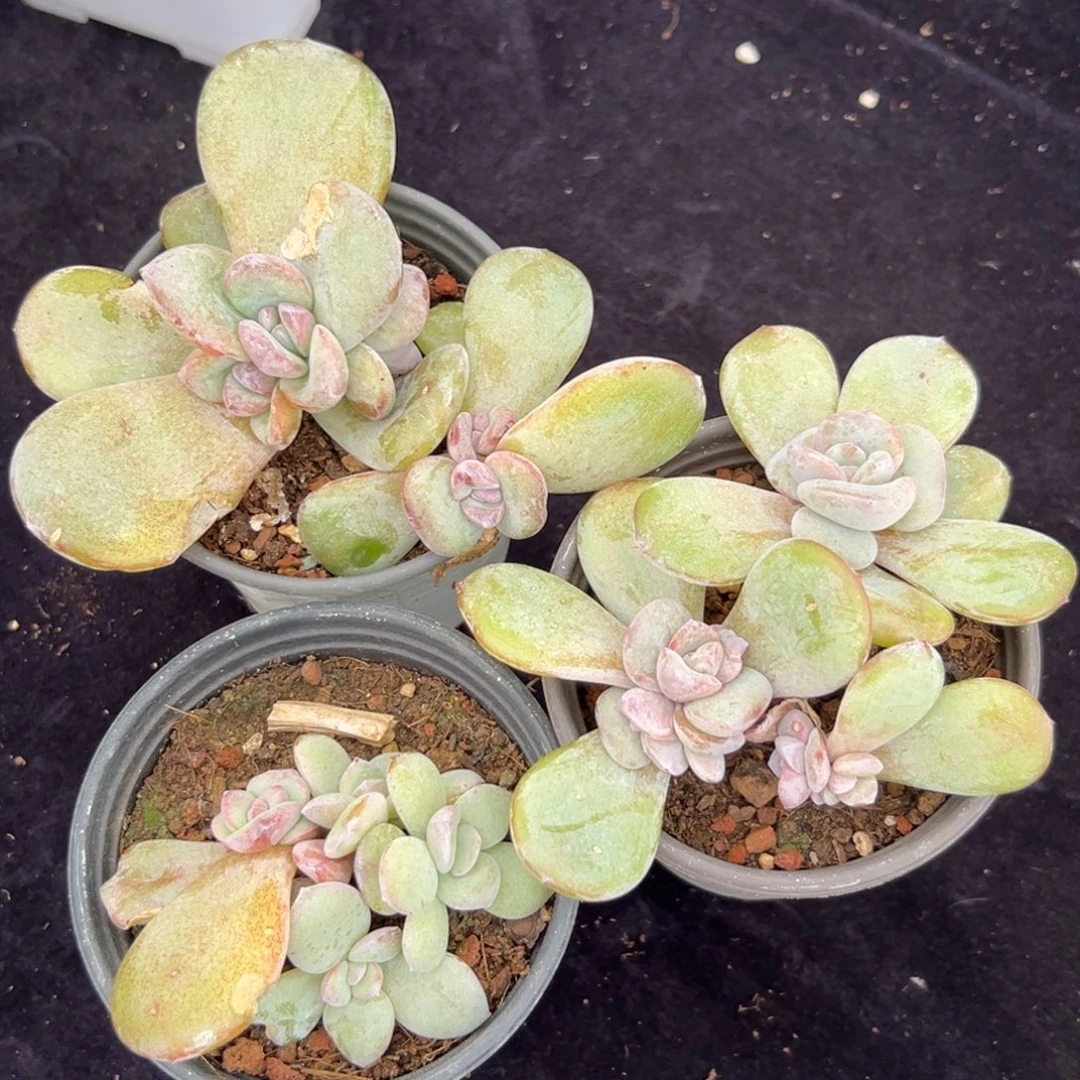 新年快乐 新年快乐