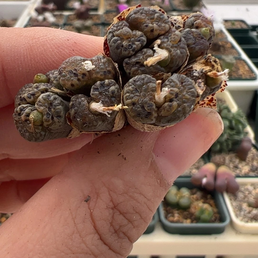 366 好看的多肉冲冲冲