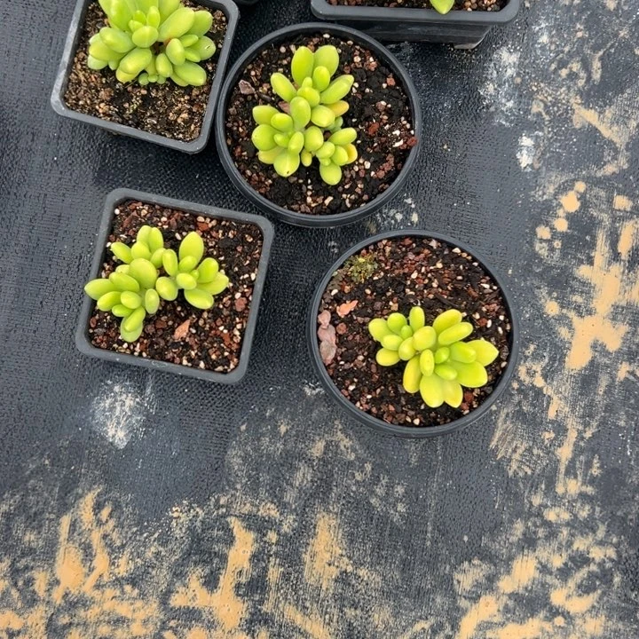 没****谢谢姐姐～一物一拍0648