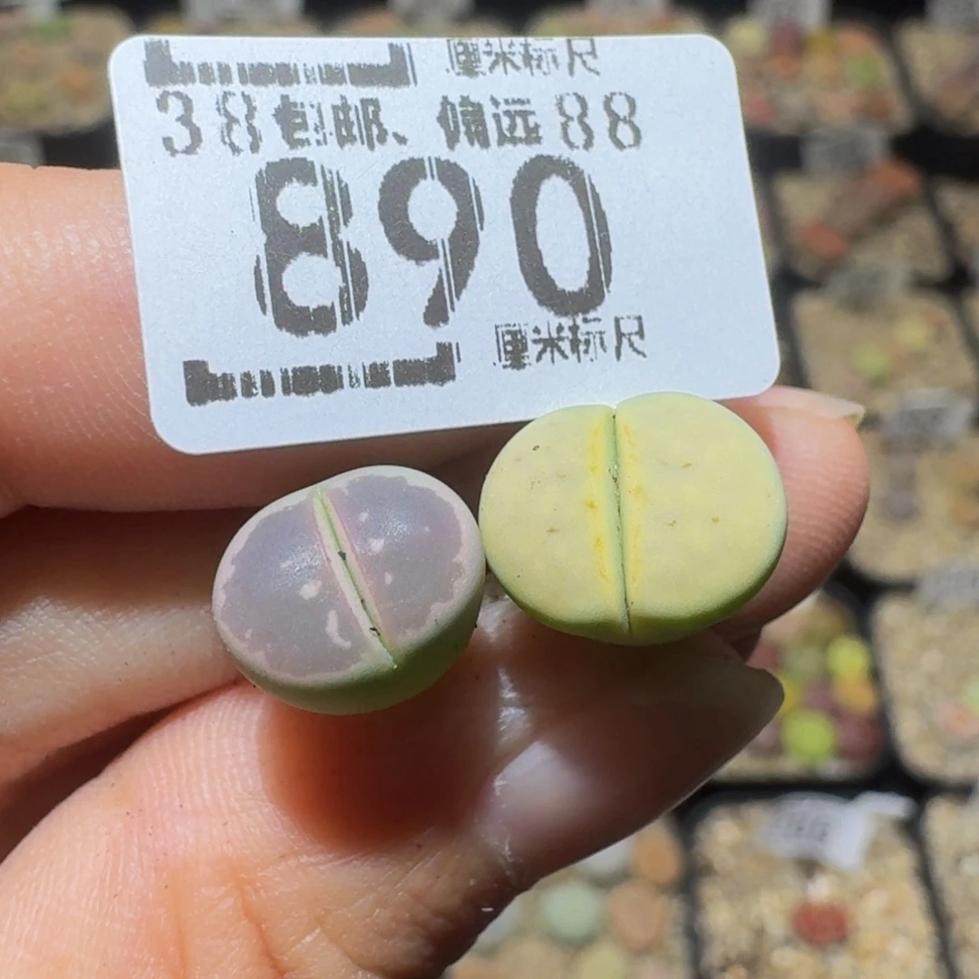 Sssss生石花肉890