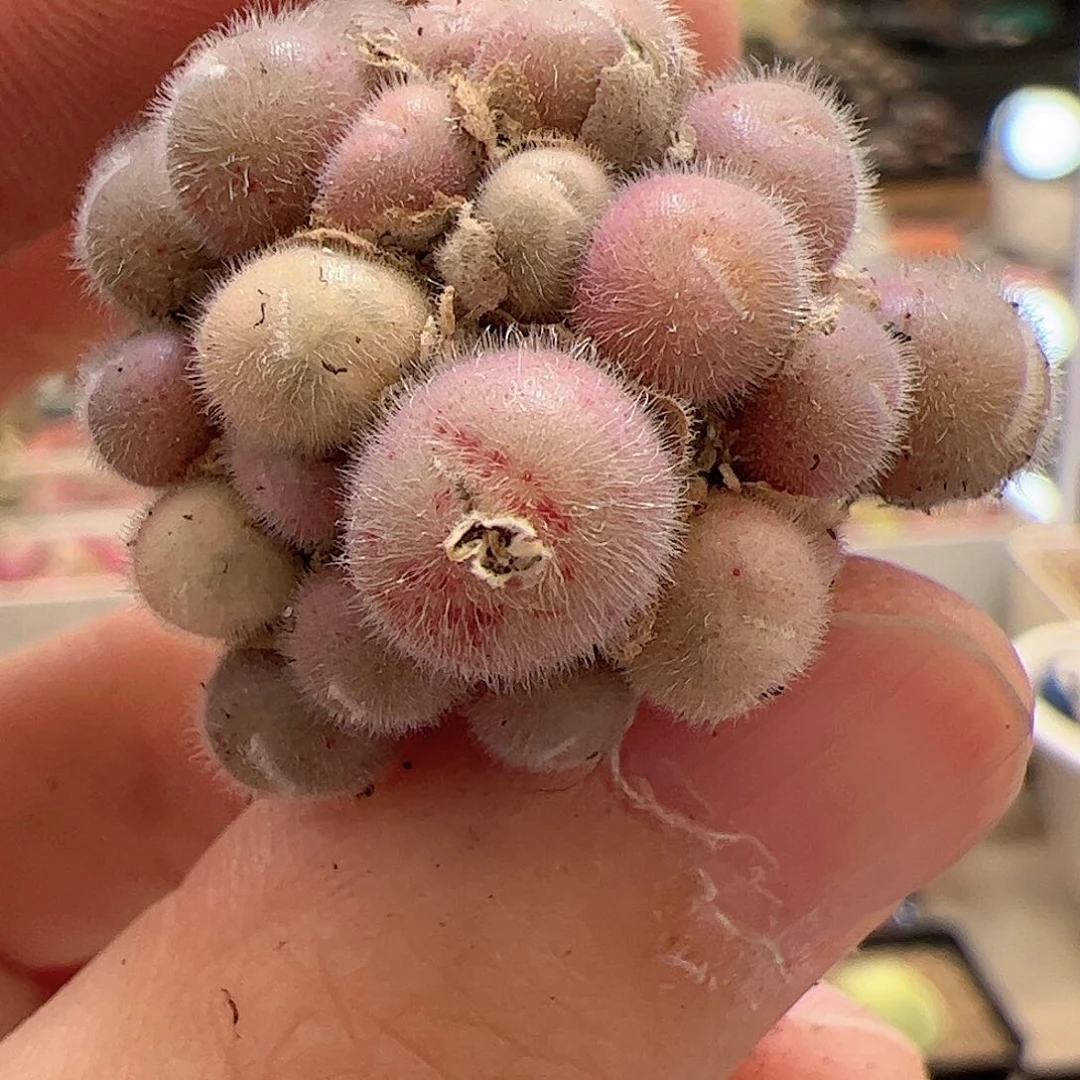 【闪购商品】25 毛球