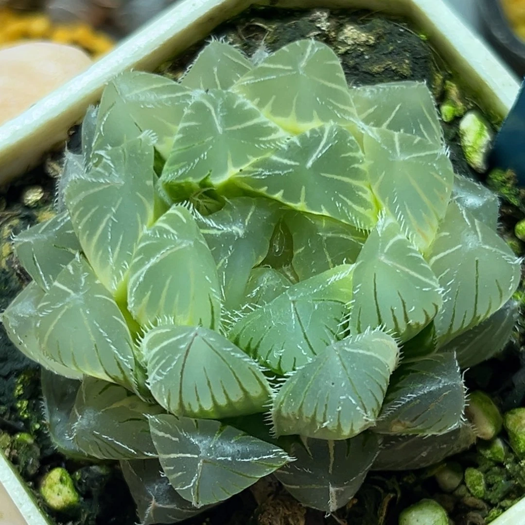 恭喜发财大吉大利612