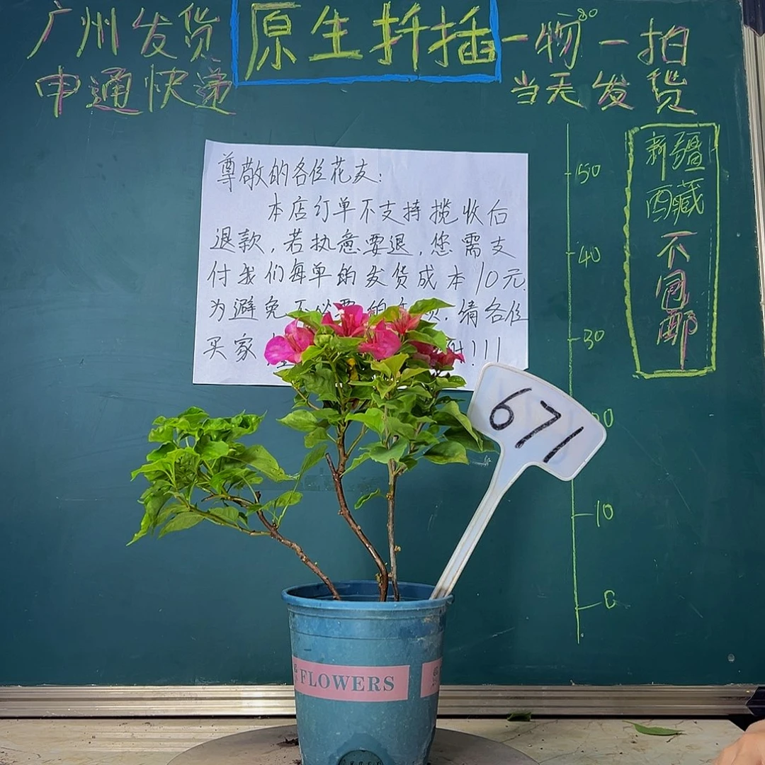 当前无花栽培后可以开花 三杆 红九月 671