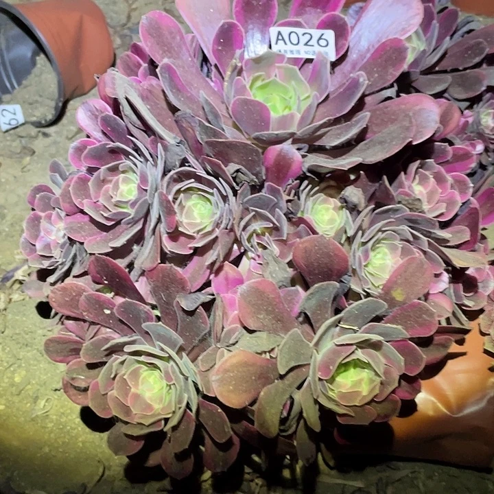 多肉植物法师26凤冠