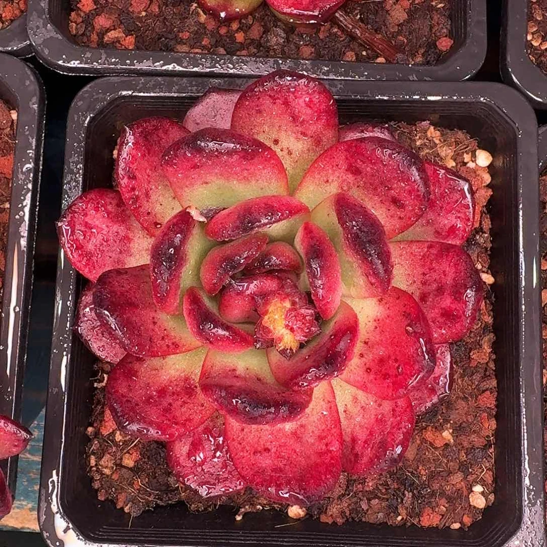 从前慢多肉编号tm宝石
