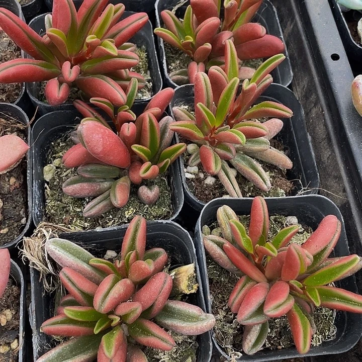 红背椒草带盆土发货